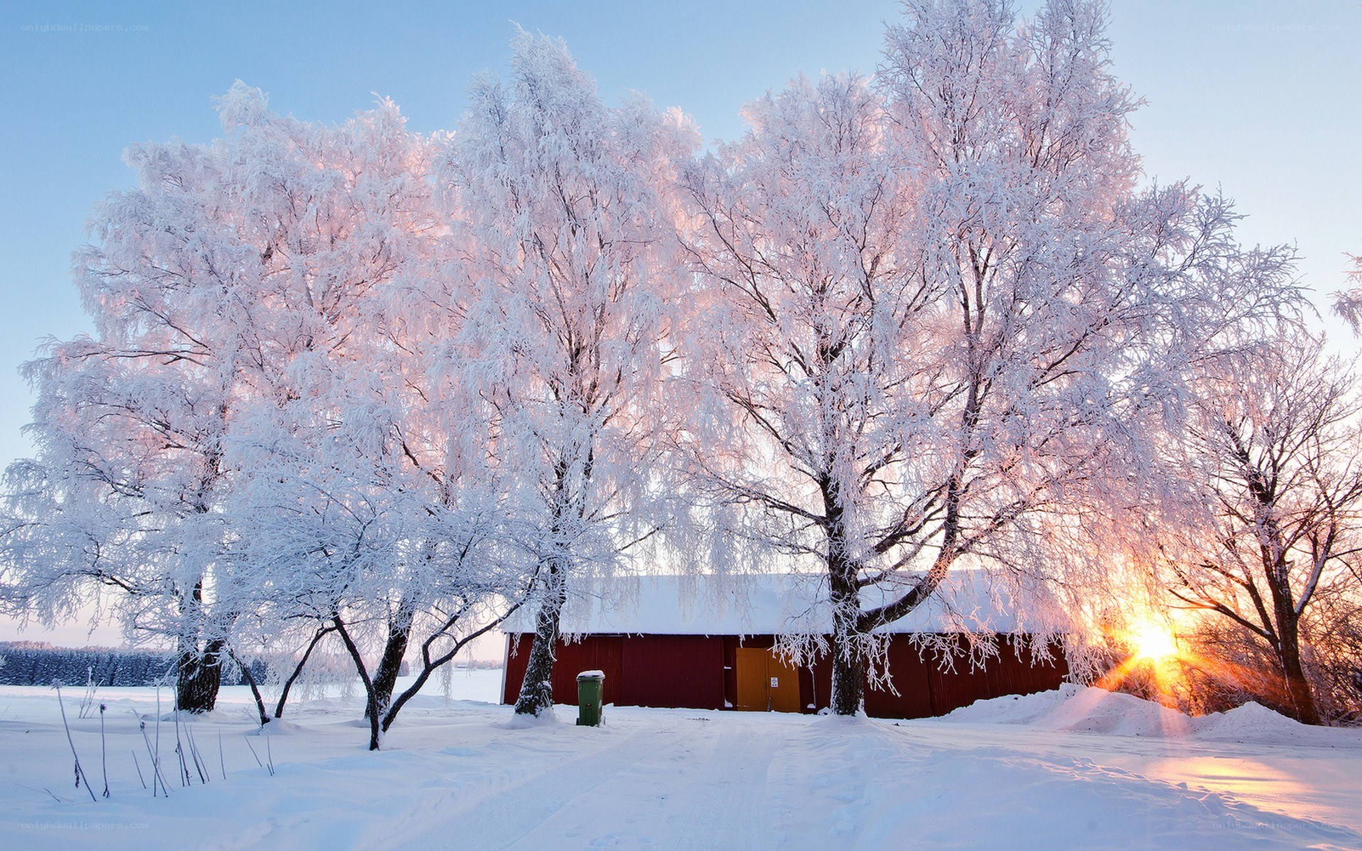 Snowy trees at sunset