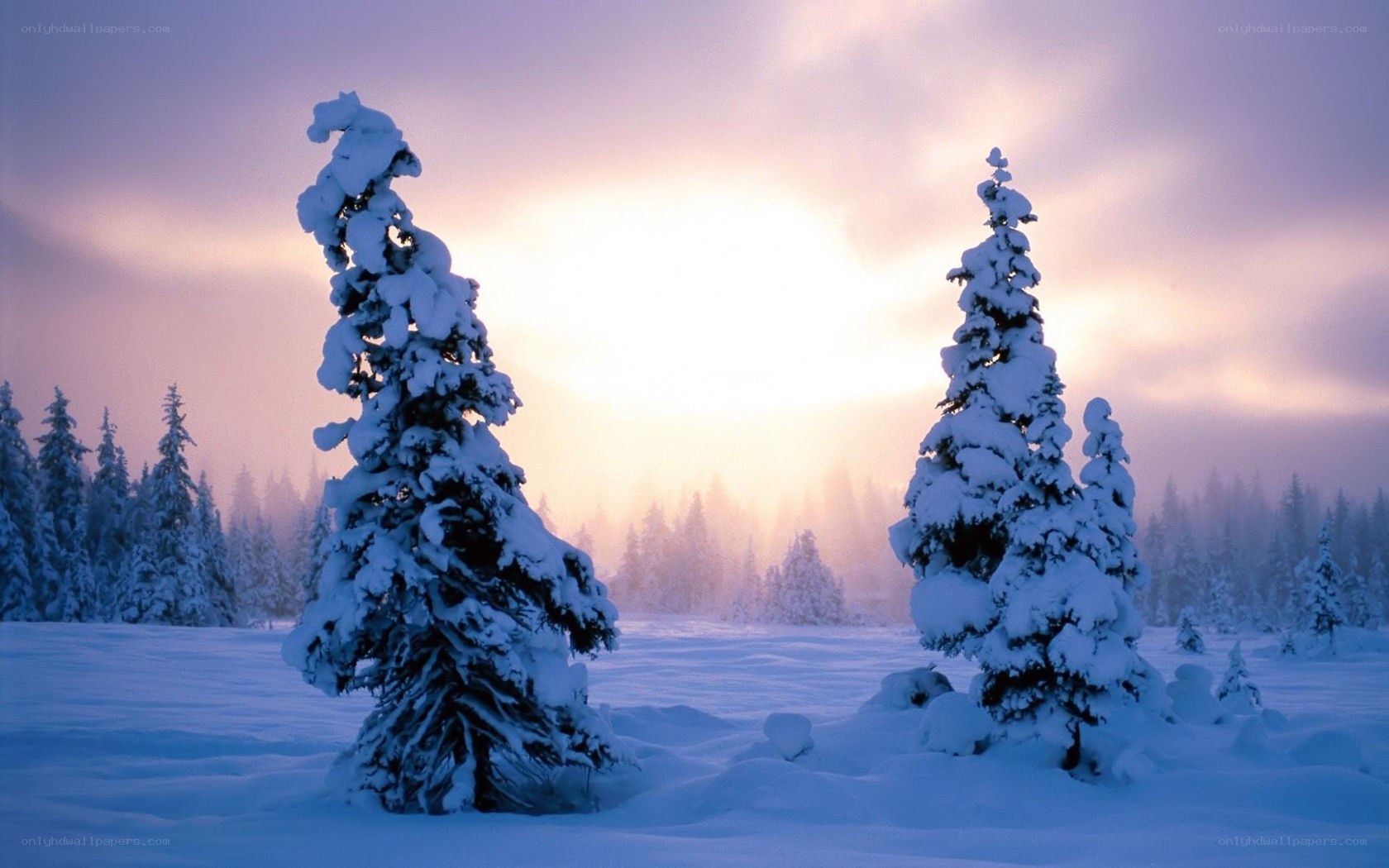 Snowy trees at sunset