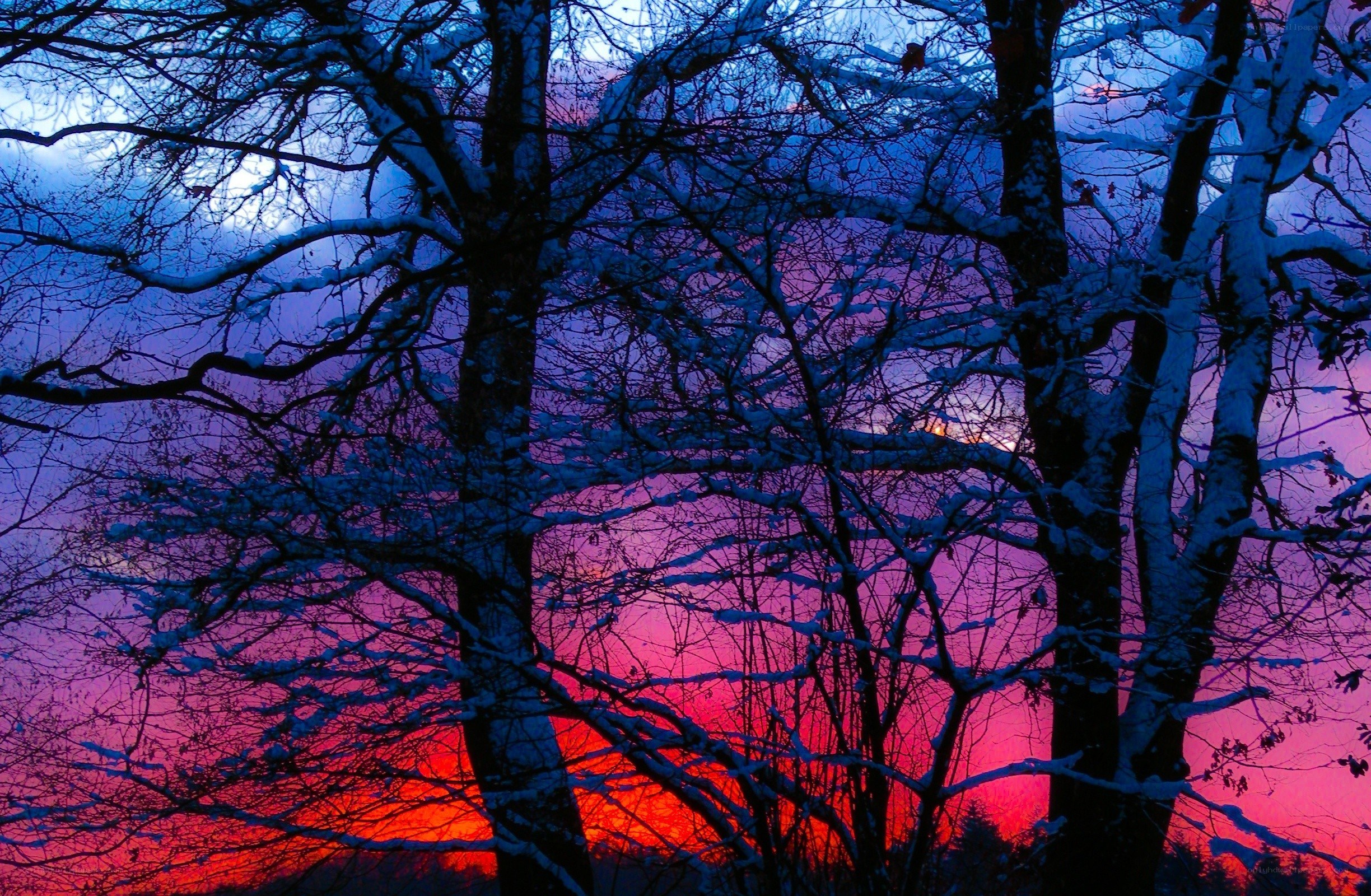 Snowy trees at sunset