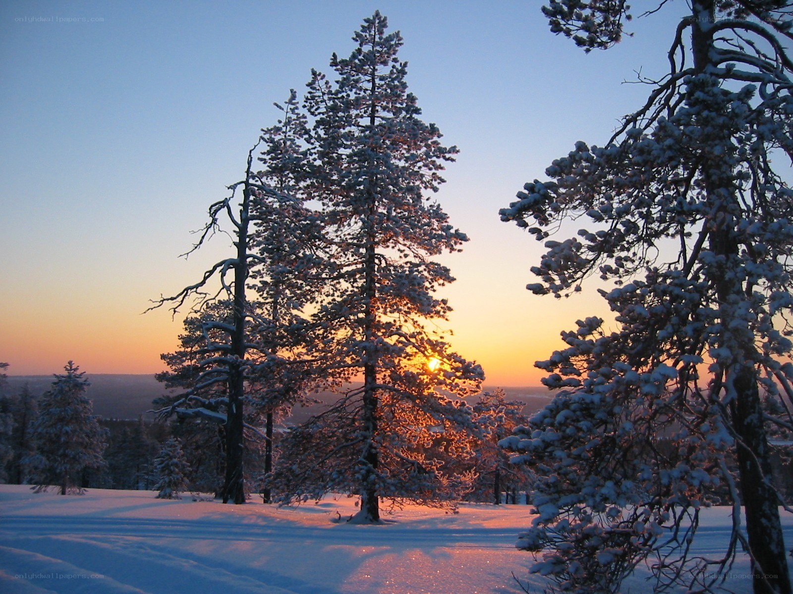 Snowy trees at sunset