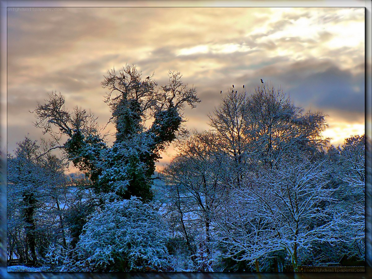 Snowy trees at sunset