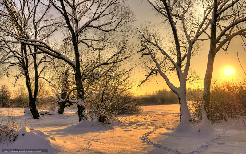Snowy trees at sunset