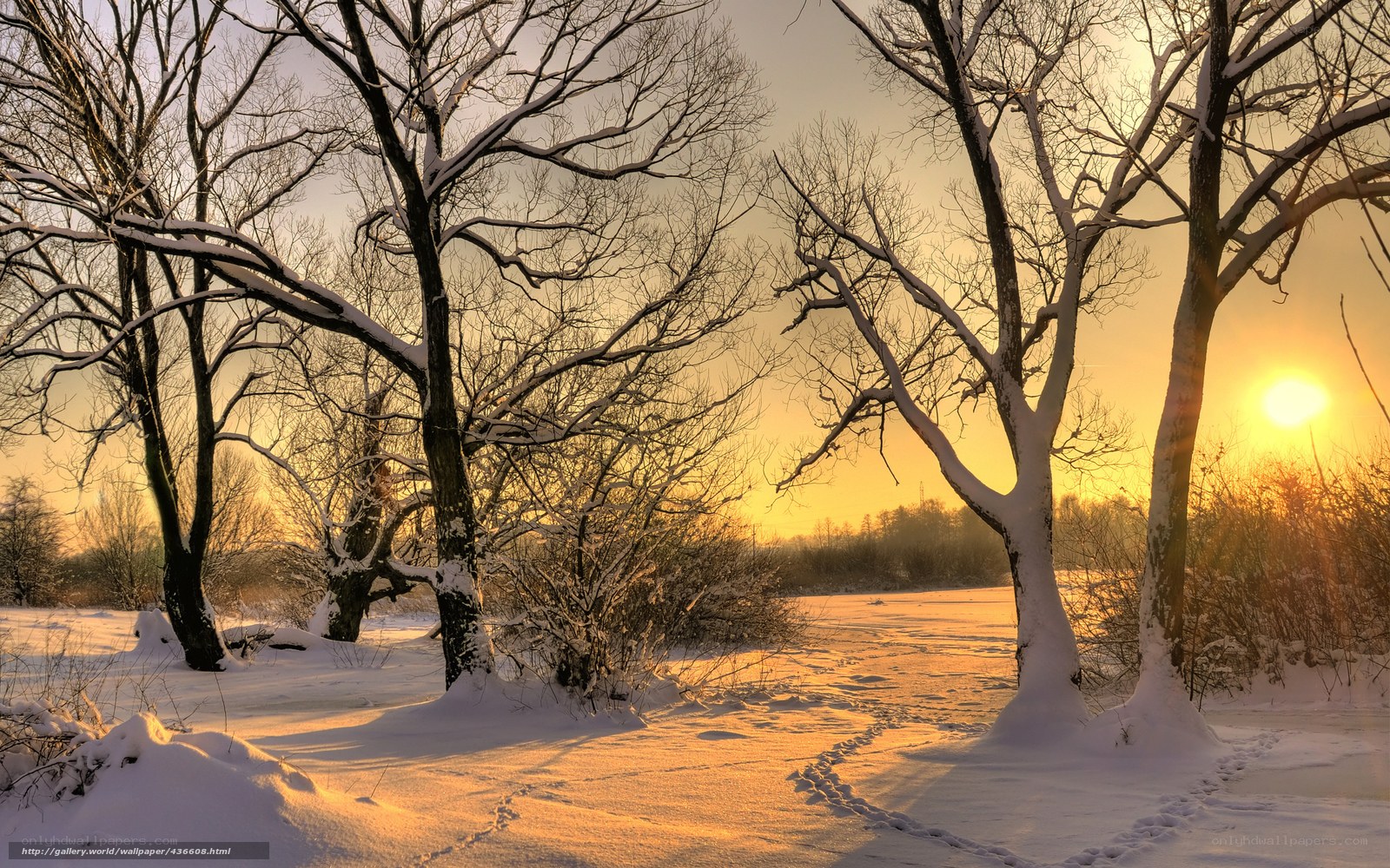 Snowy trees at sunset