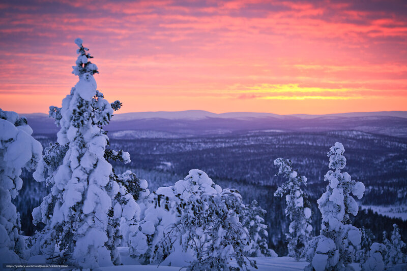 Snowy trees at sunset