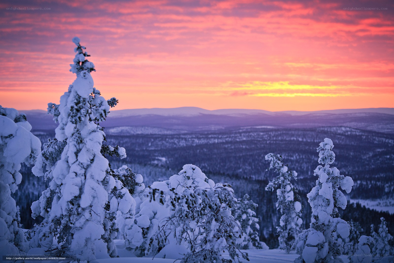 Snowy trees at sunset