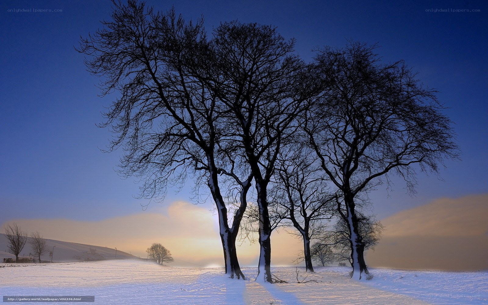 Snowy trees at sunset