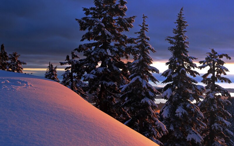 Snowy trees at sunset