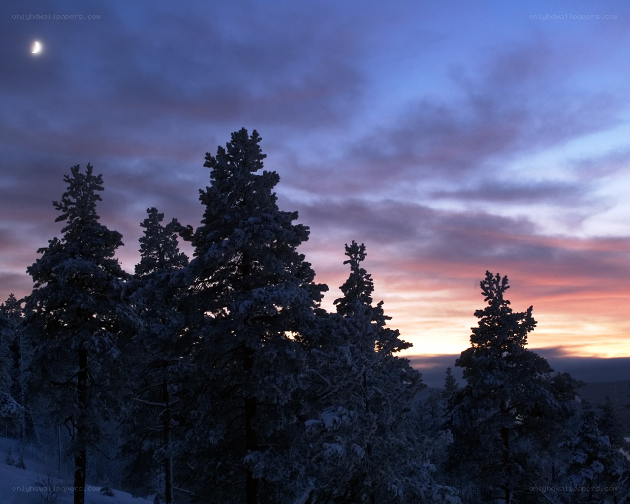 Snowy trees at twilight