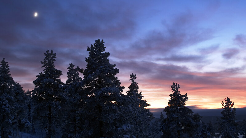 Snowy trees at twilight