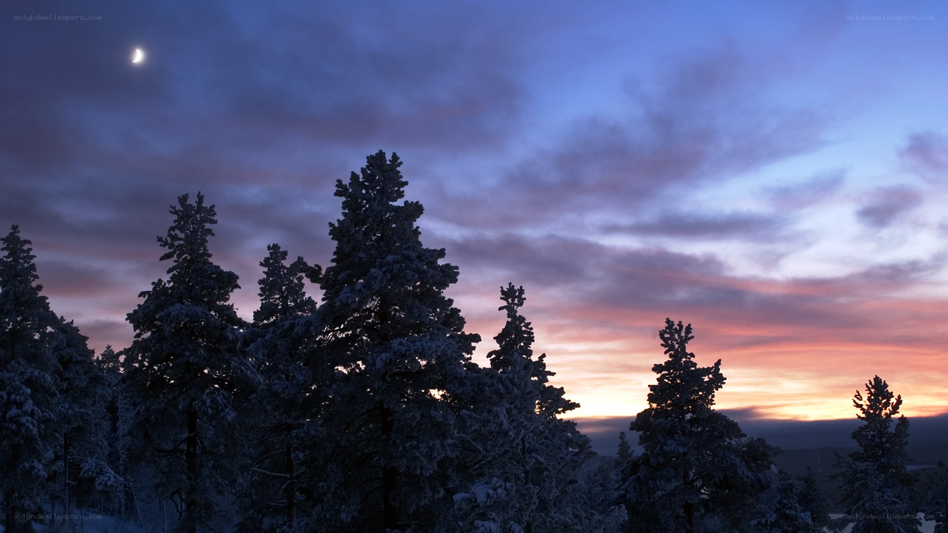Snowy trees at twilight