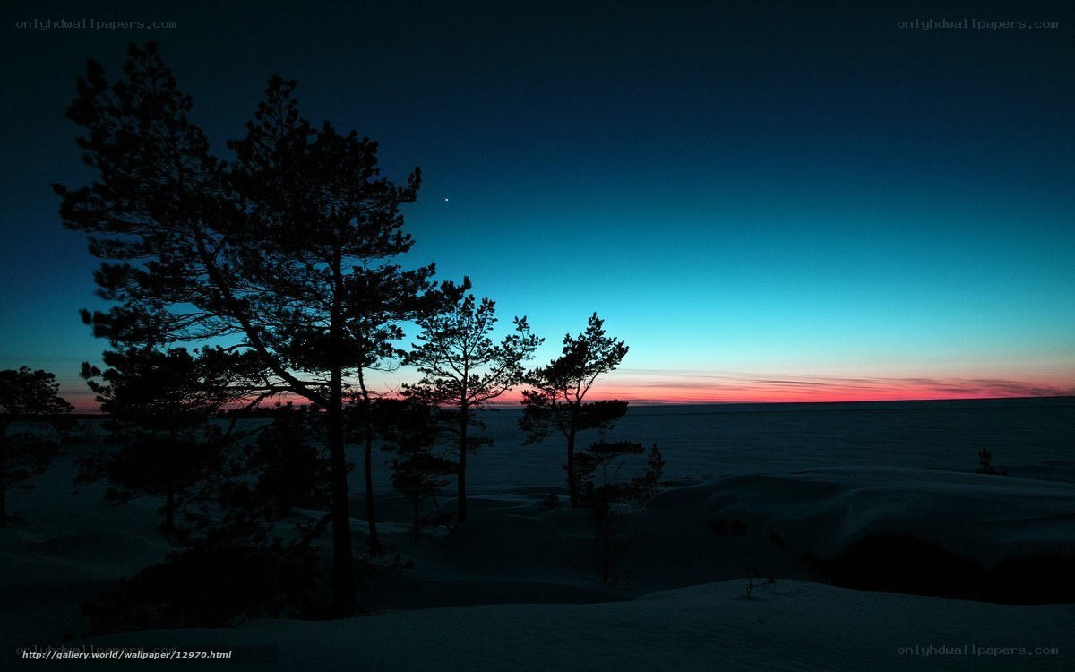 Snowy trees at twilight