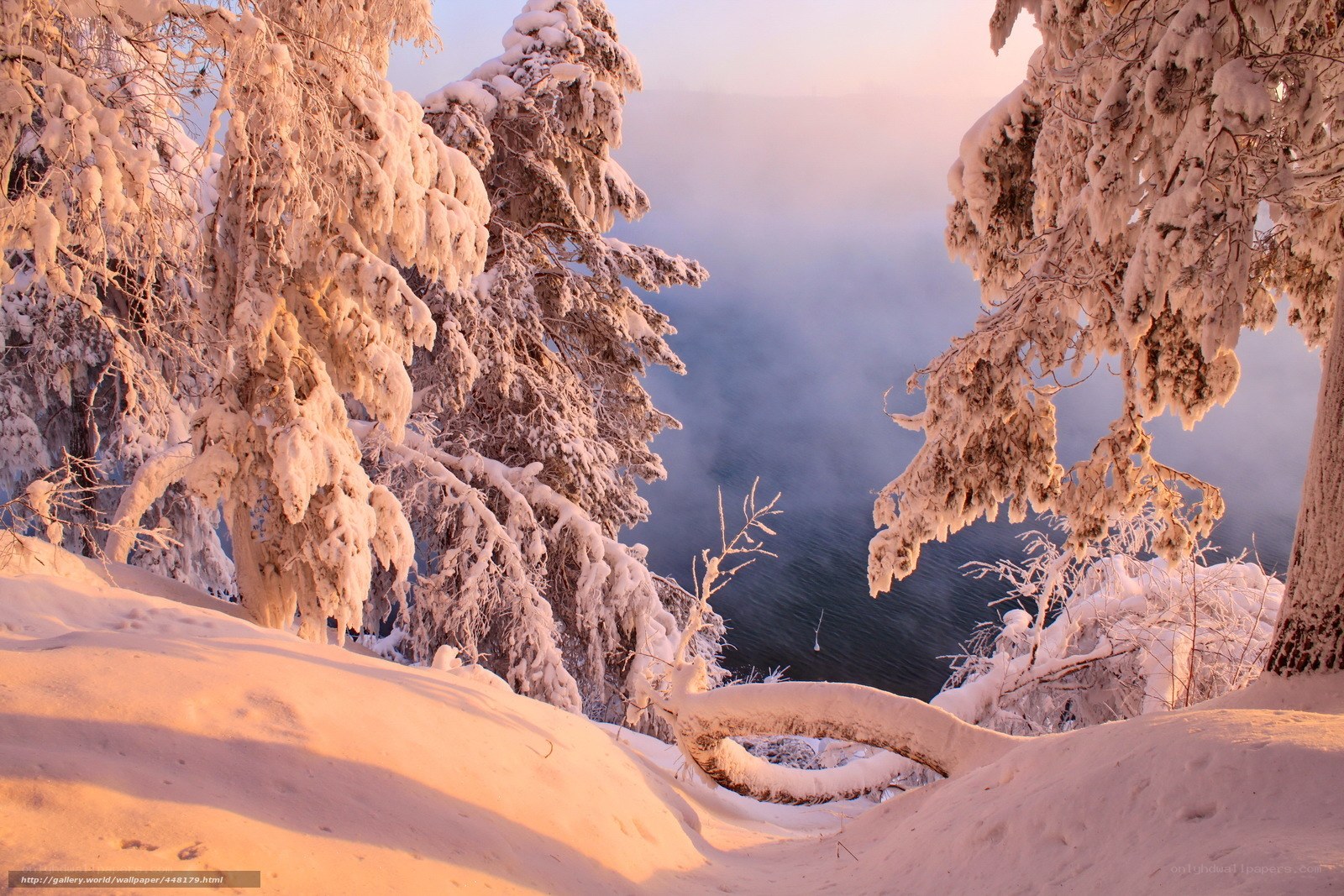 Snowy trees by a misty lake