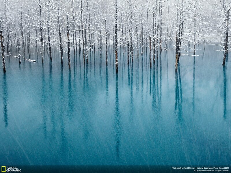 Snowy trees in a blue lake