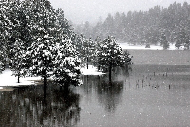 Snowy trees in a flooded forest
