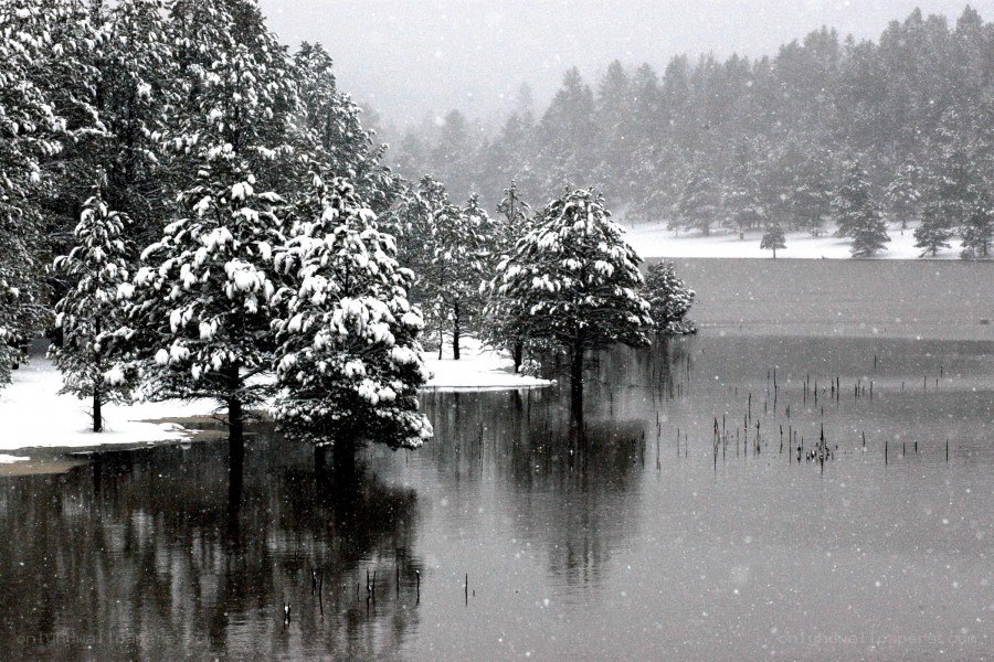 Snowy trees in a flooded forest