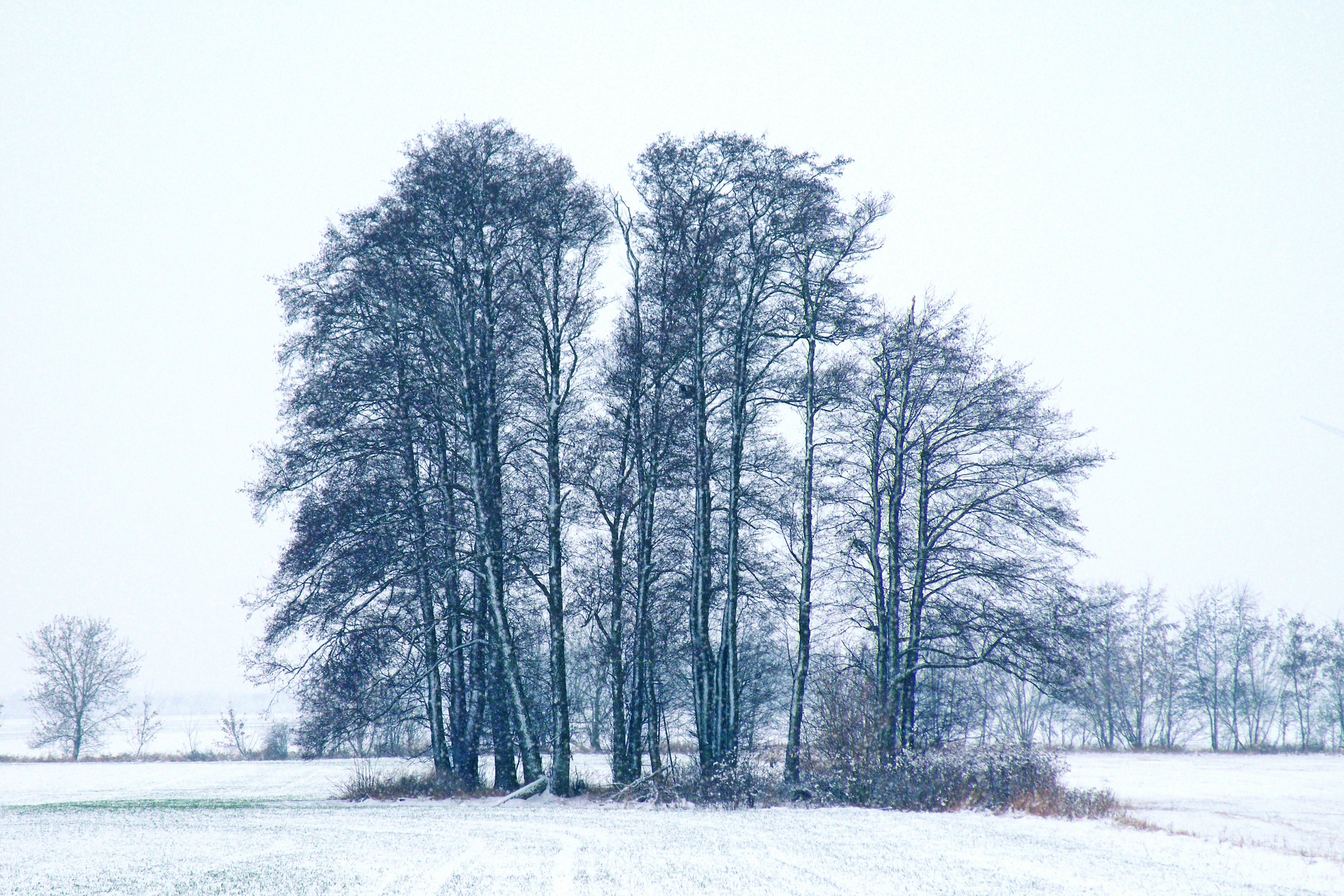 Snowy trees in a winter field