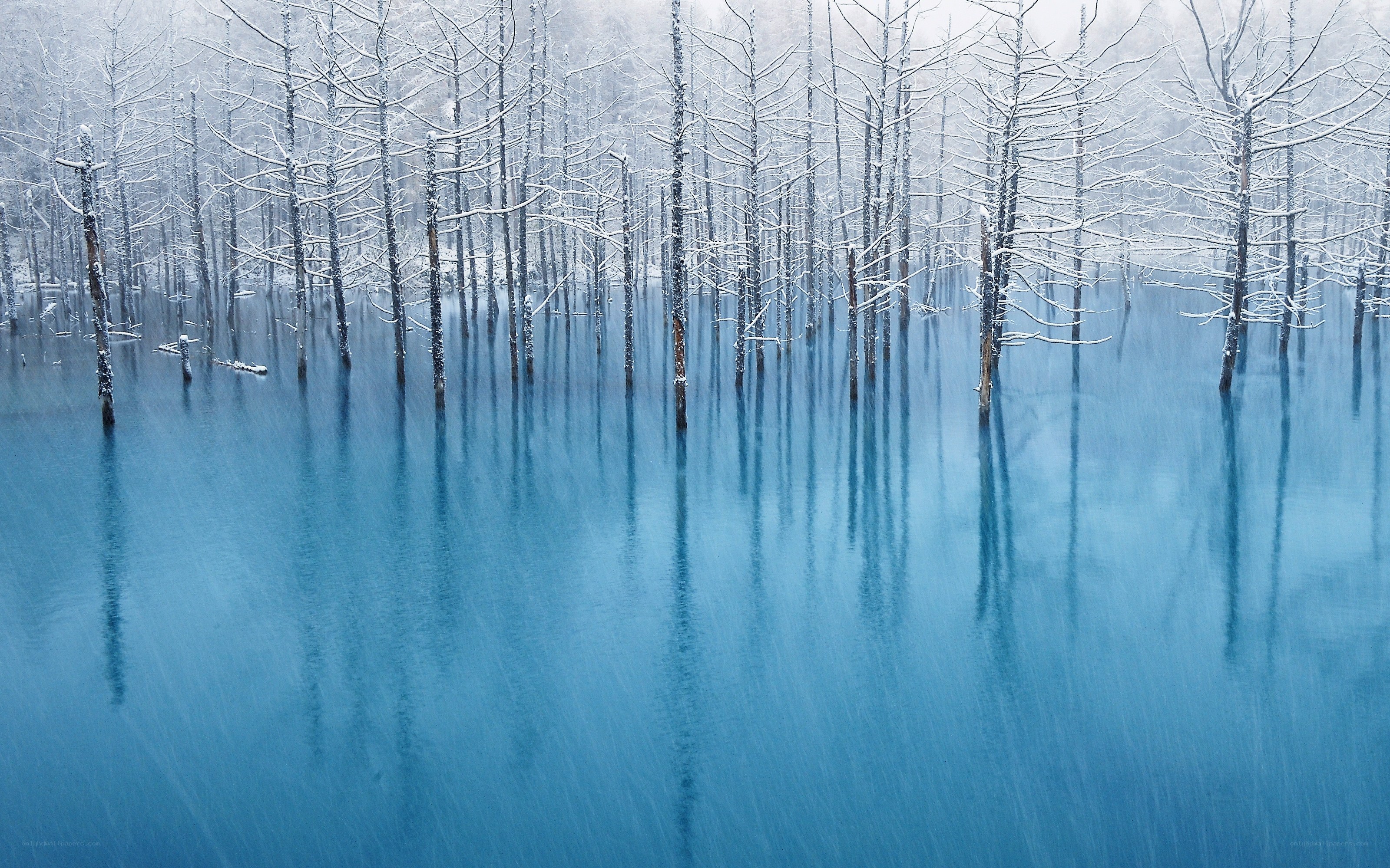 Snowy trees in blue lake