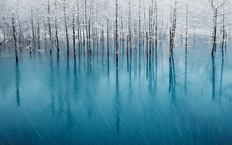 Snowy trees in blue water