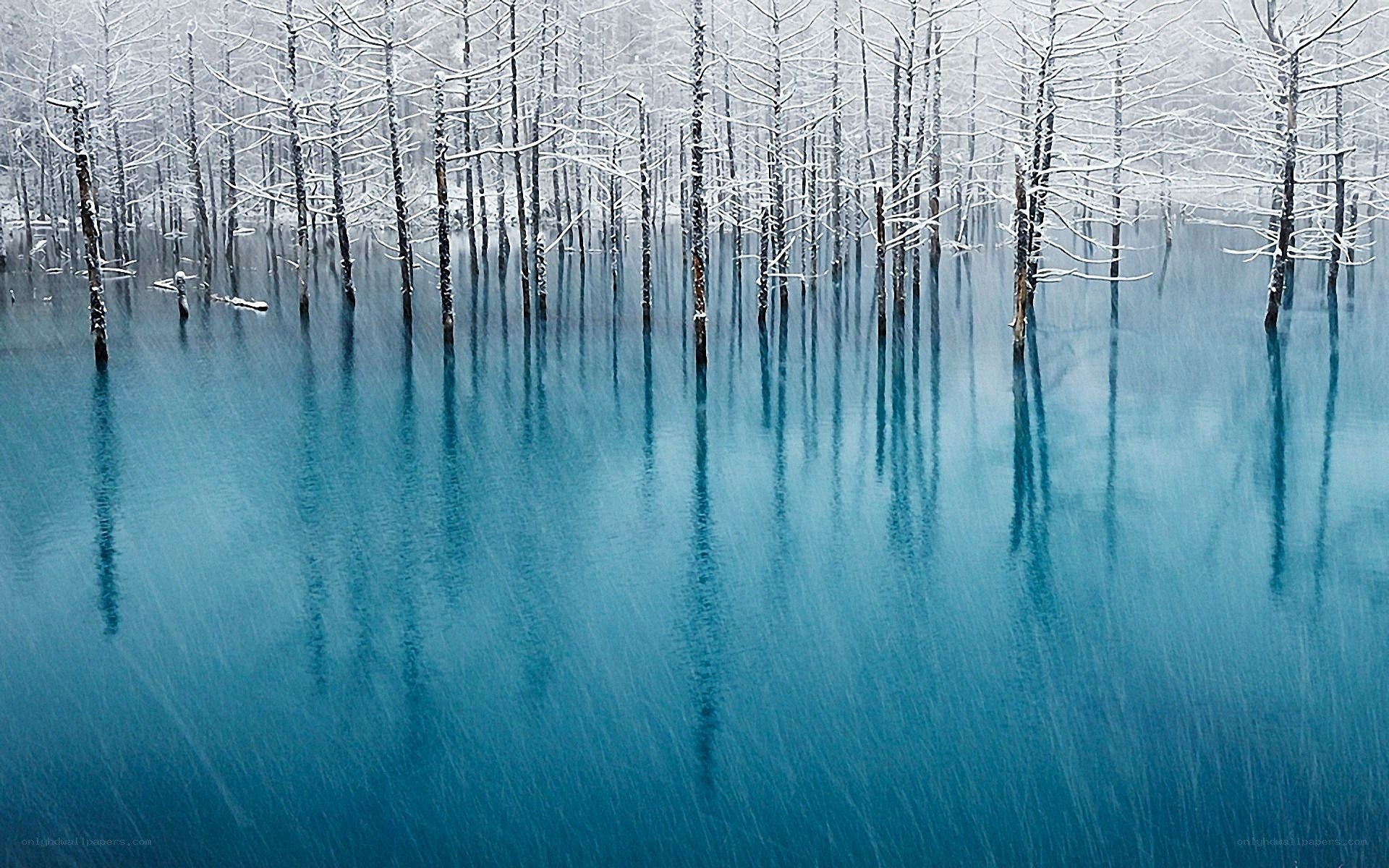 Snowy trees in blue water