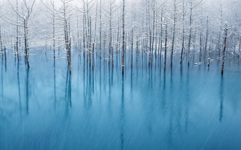 Snowy trees in blue water