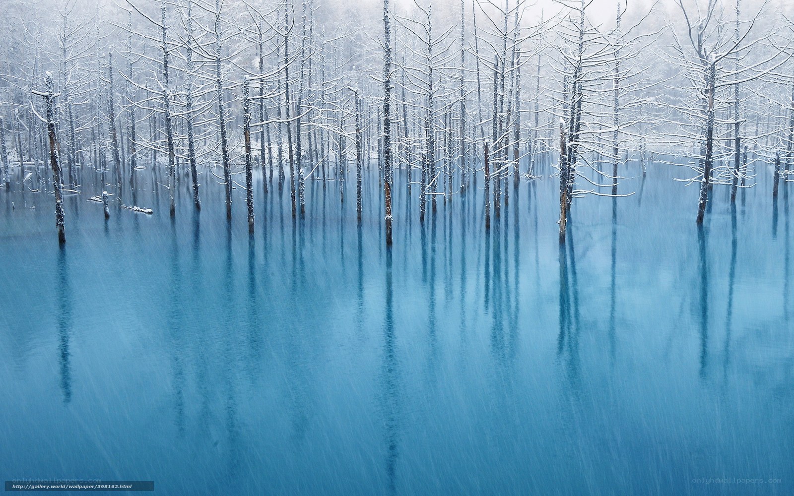 Snowy trees in blue water