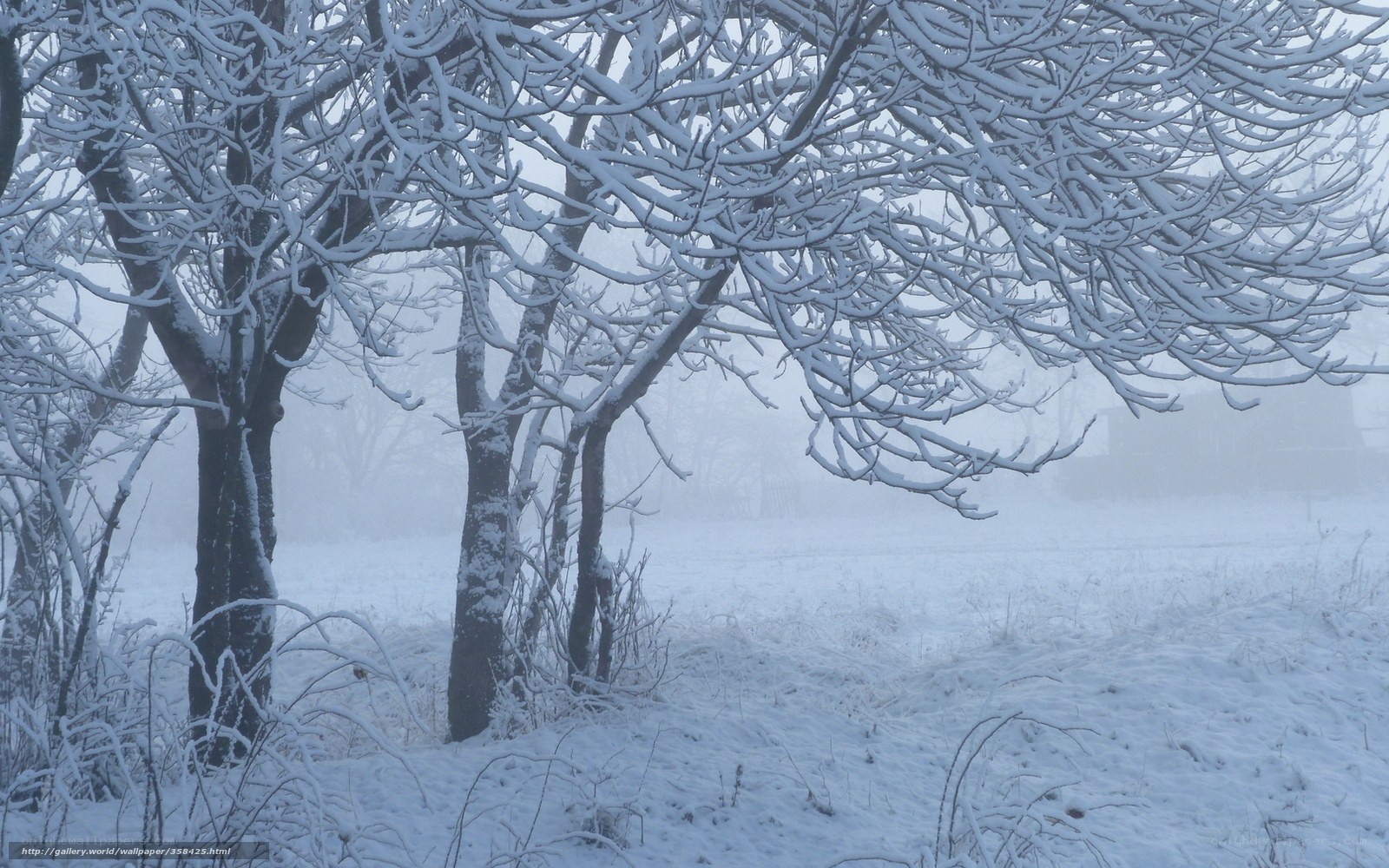 Snowy trees in fog