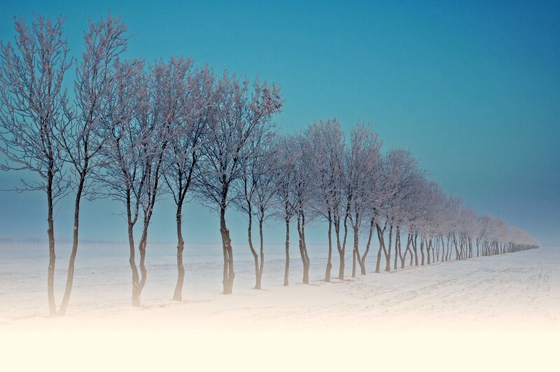 Snowy trees in winter