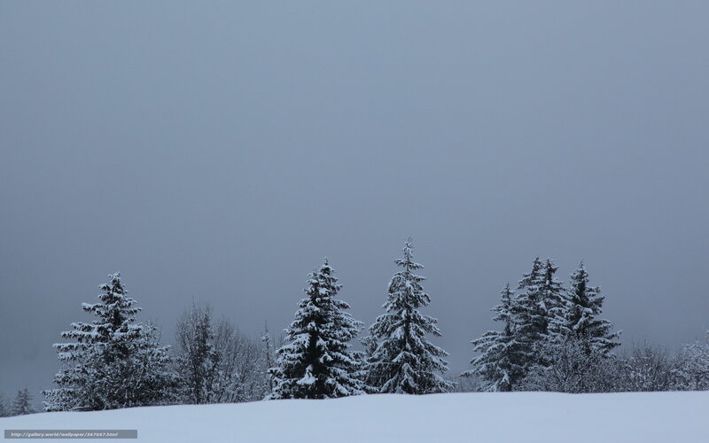 Snowy trees in winter