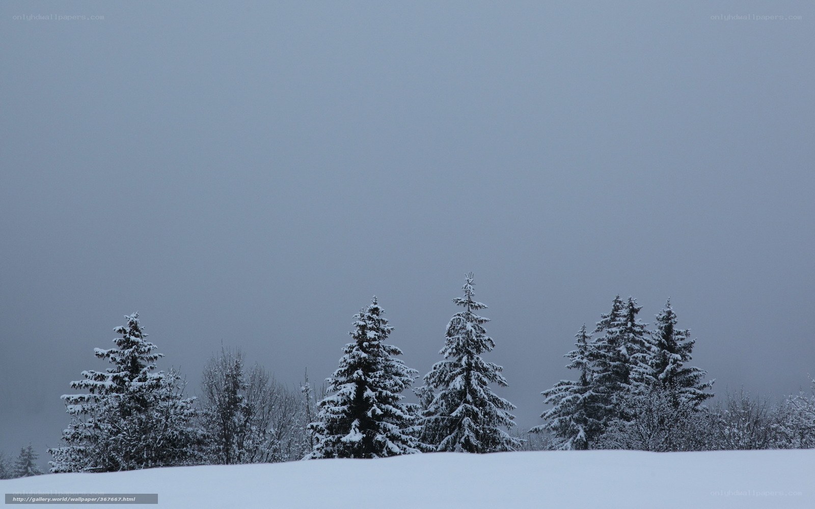 Snowy trees in winter