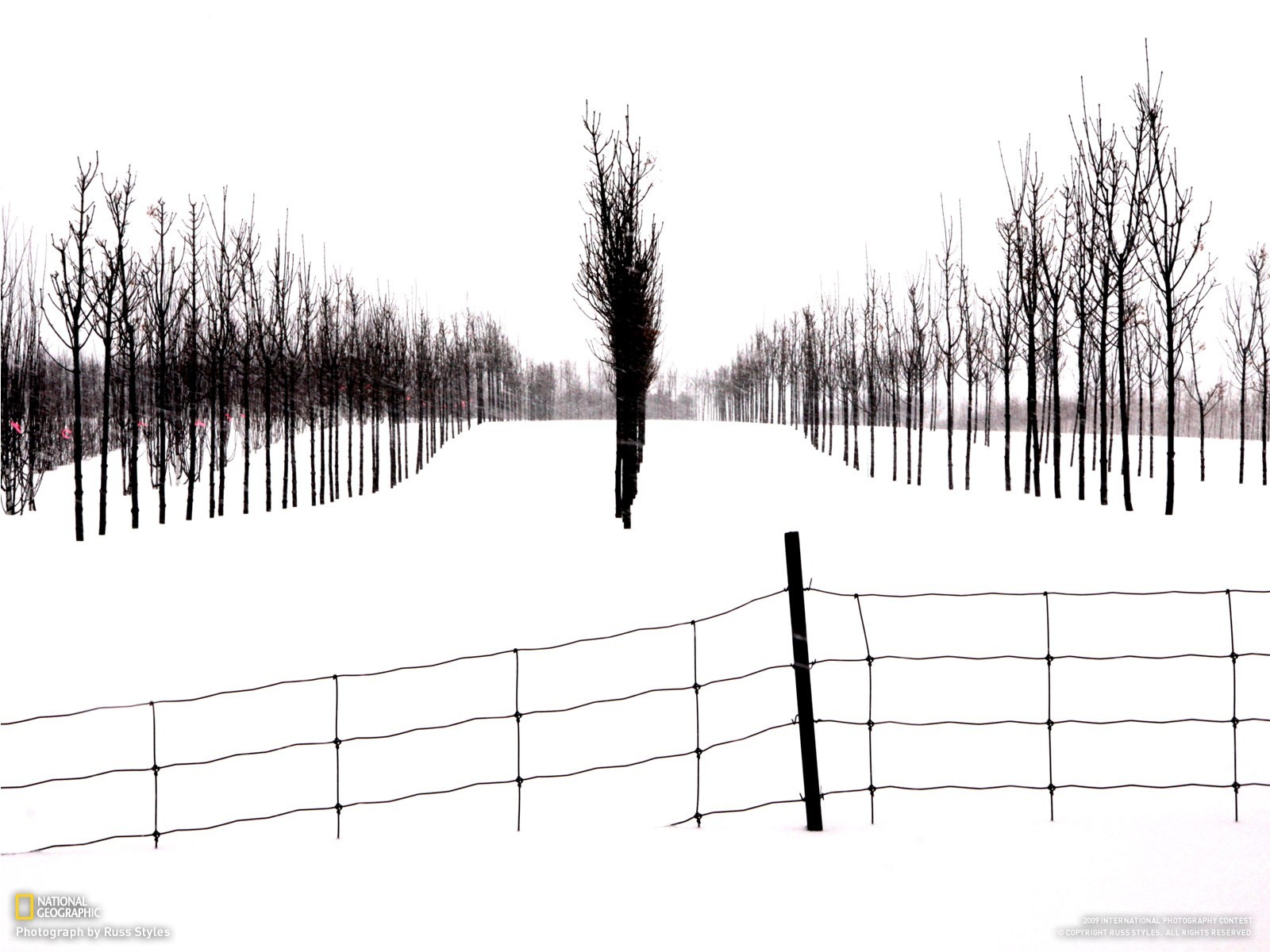 Snowy Trees in Winter