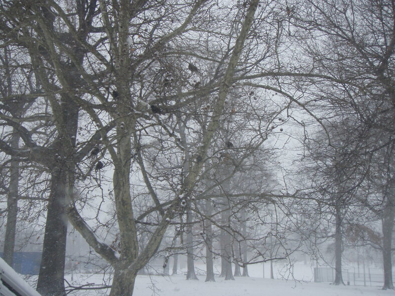 Snowy trees in winter