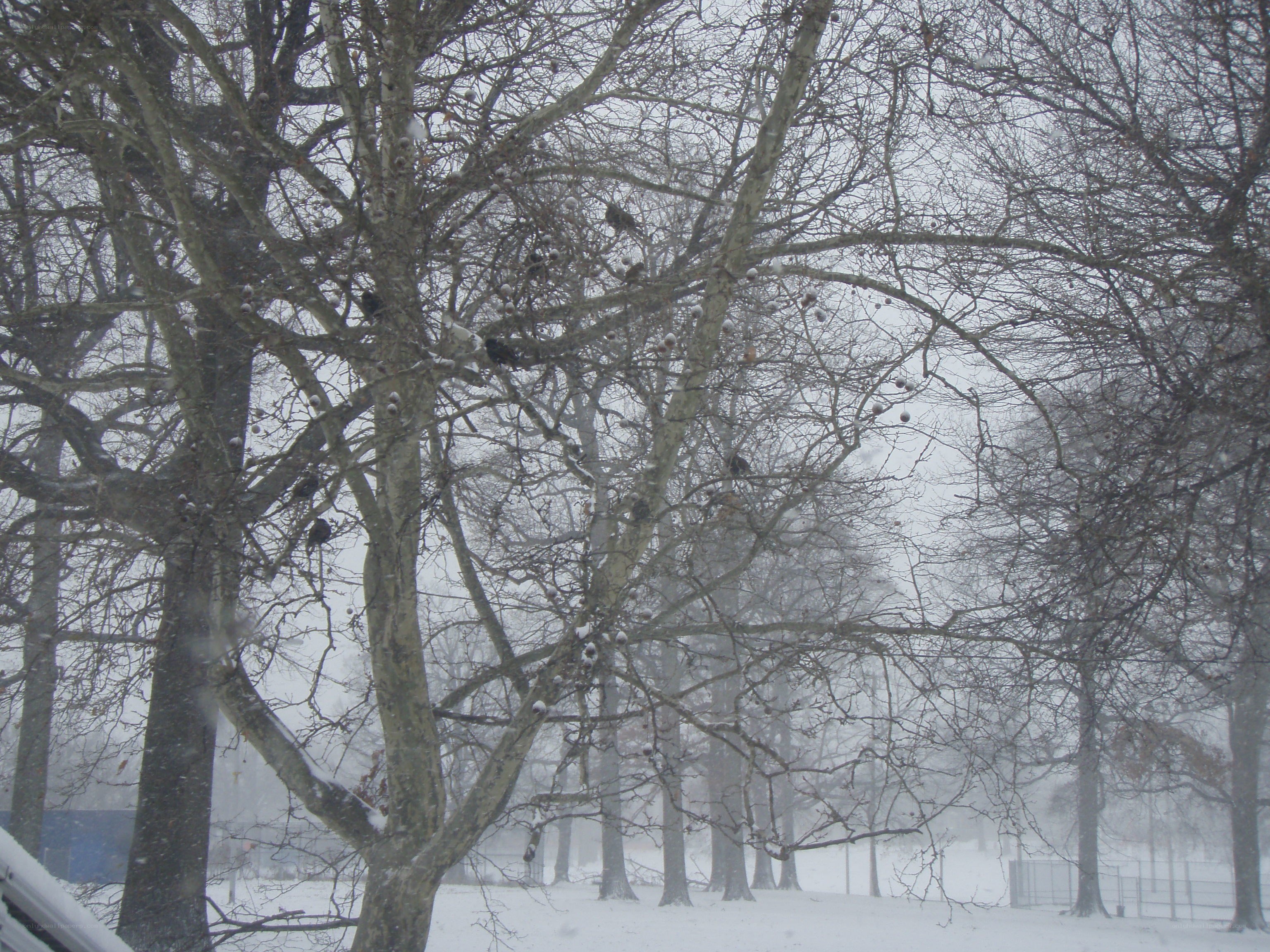 Snowy trees in winter