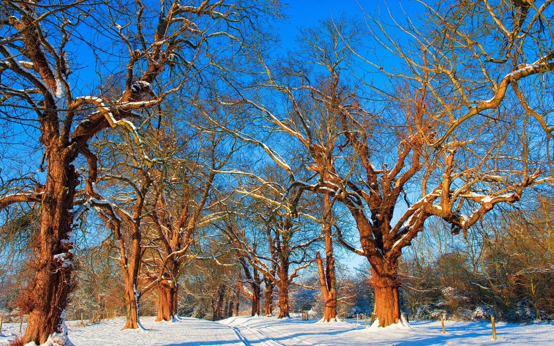 Snowy trees in winter