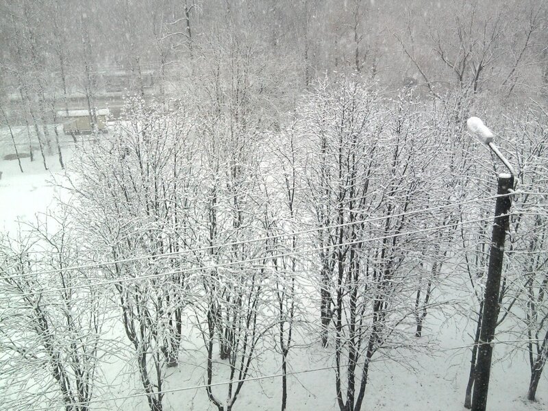 Snowy trees in winter