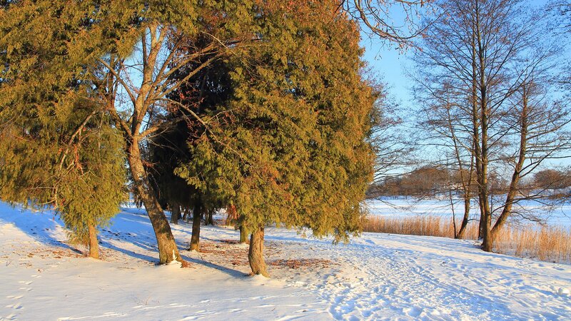Snowy trees in winter sunlight