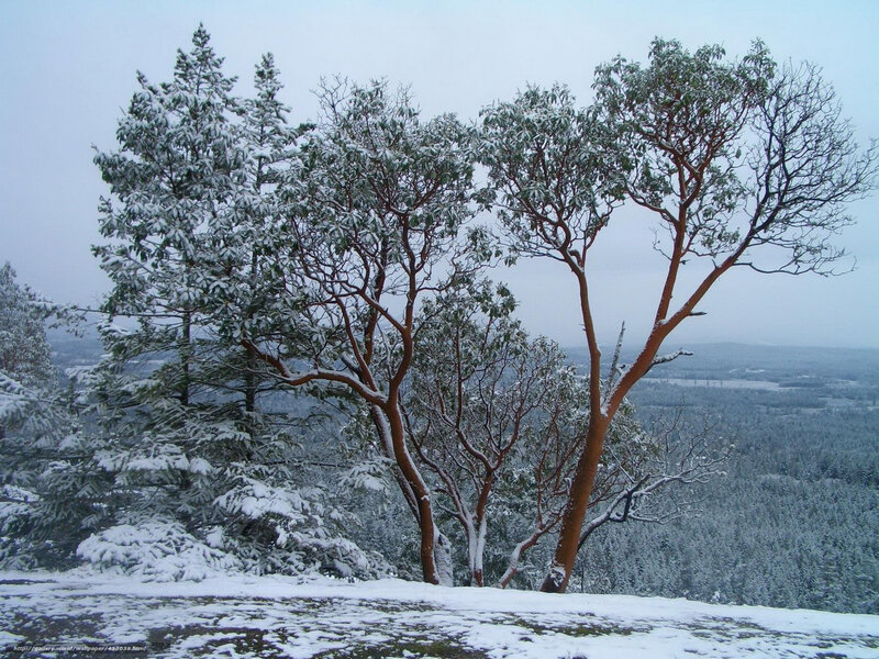 Snowy trees on a hillside