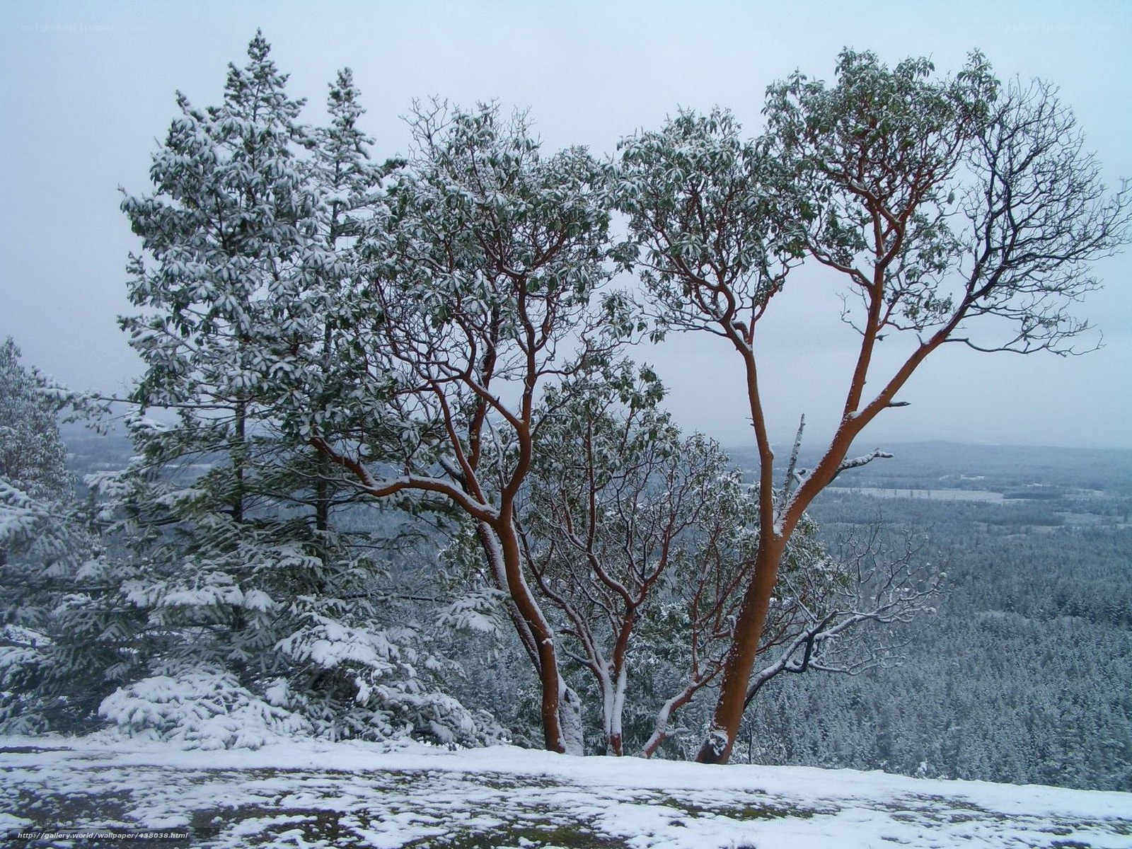 Snowy trees on a hillside