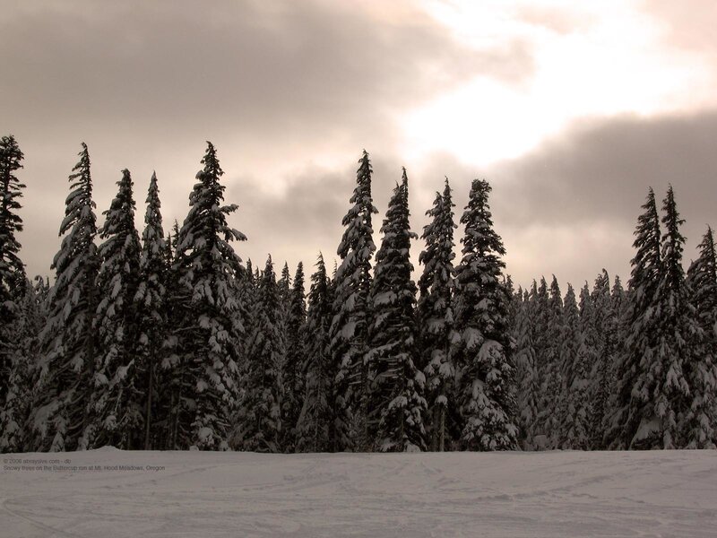 Snowy trees on a ski run