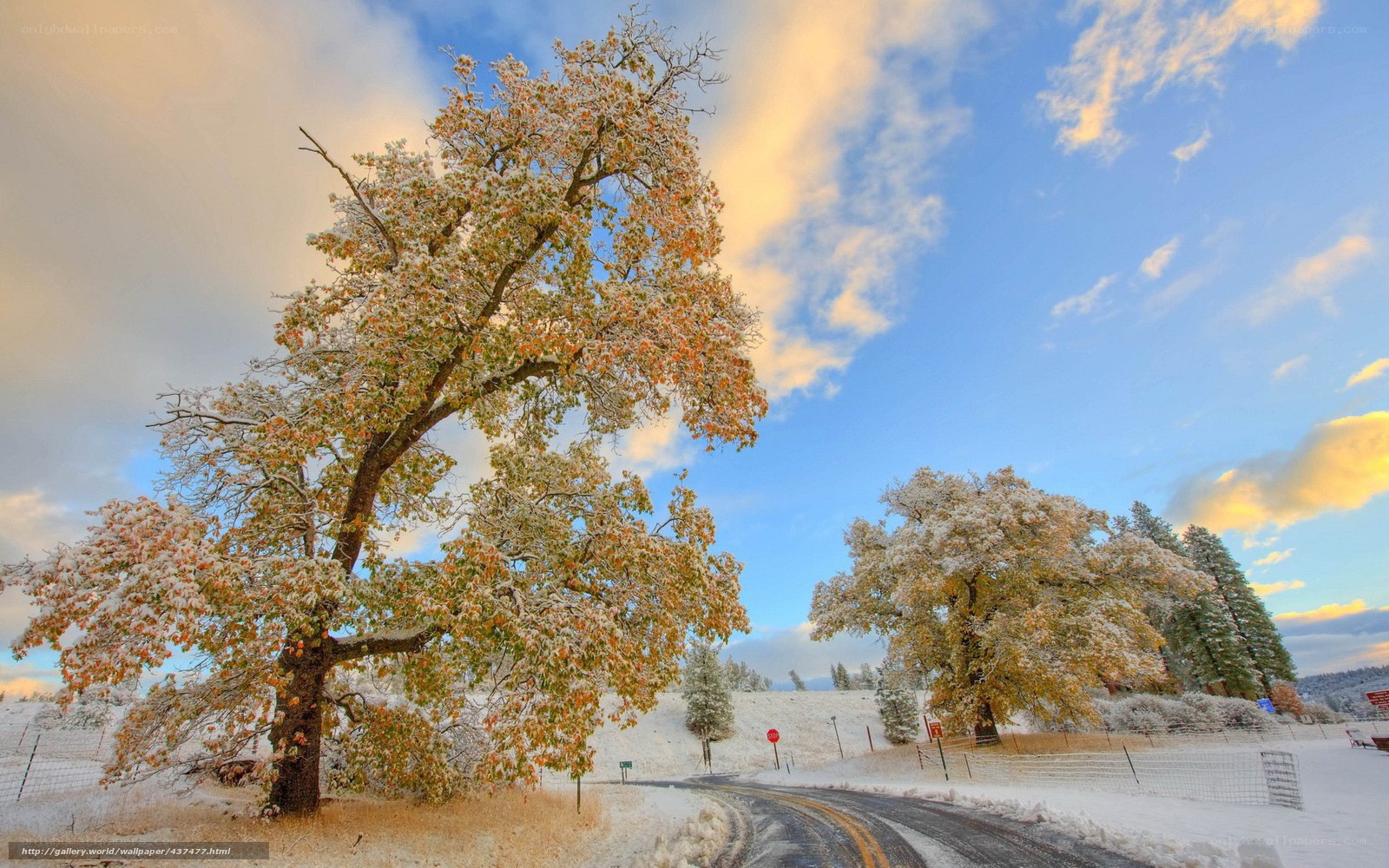 Snowy trees on a winding road