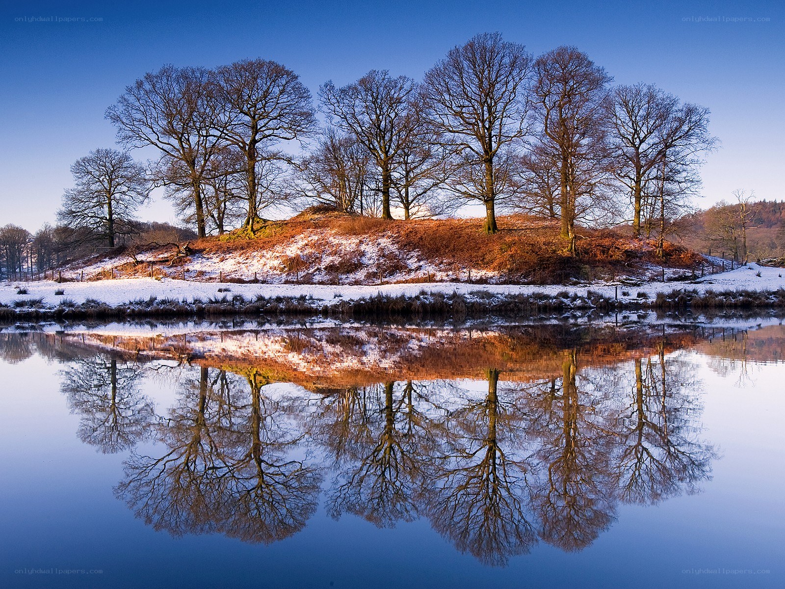 Snowy trees reflected in a lake