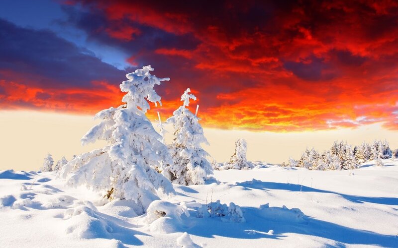 Snowy trees under a fiery sky
