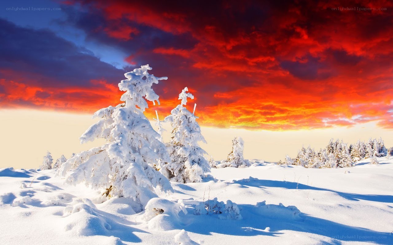 Snowy trees under a fiery sky