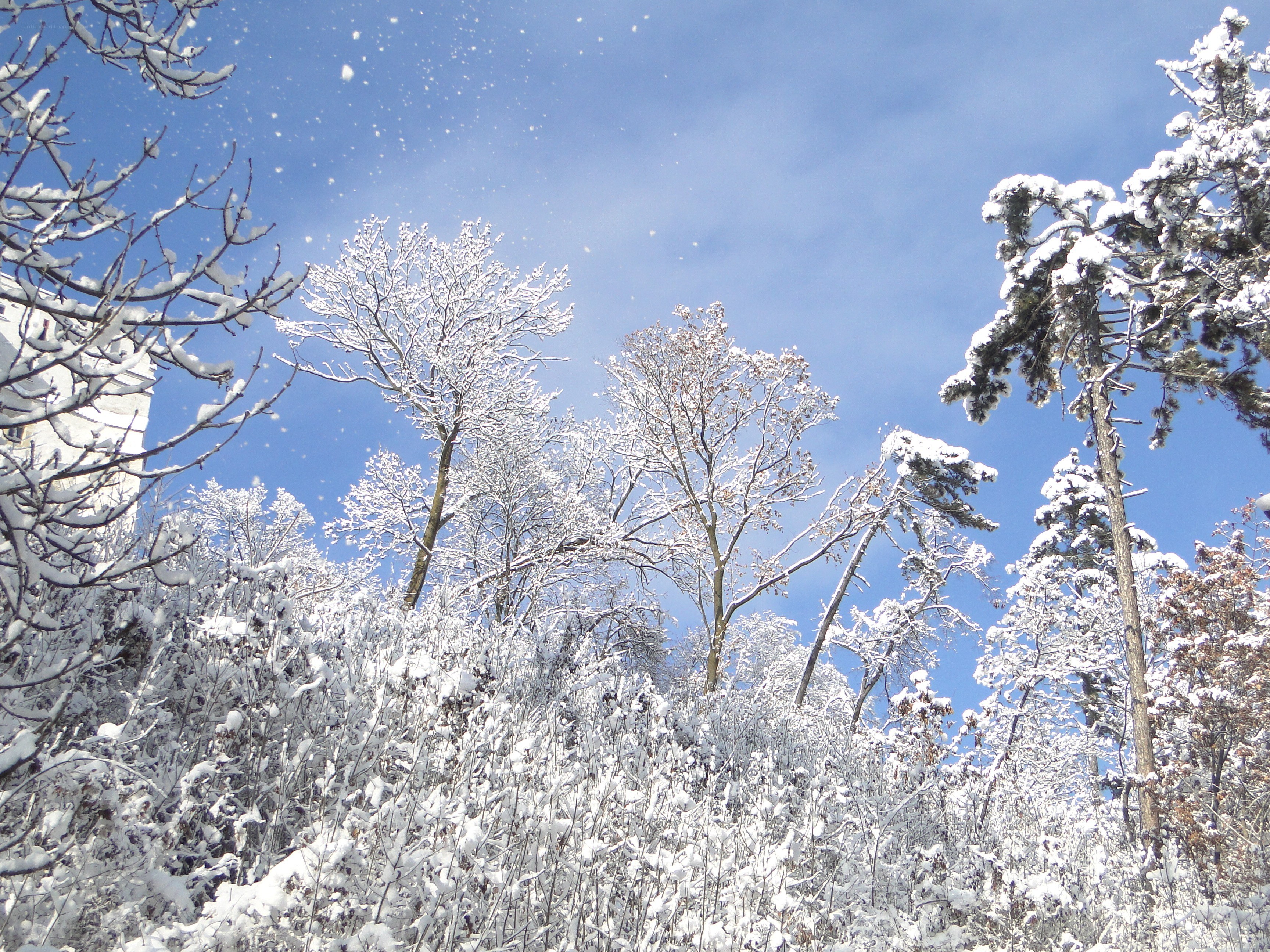 Snowy trees under blue sky