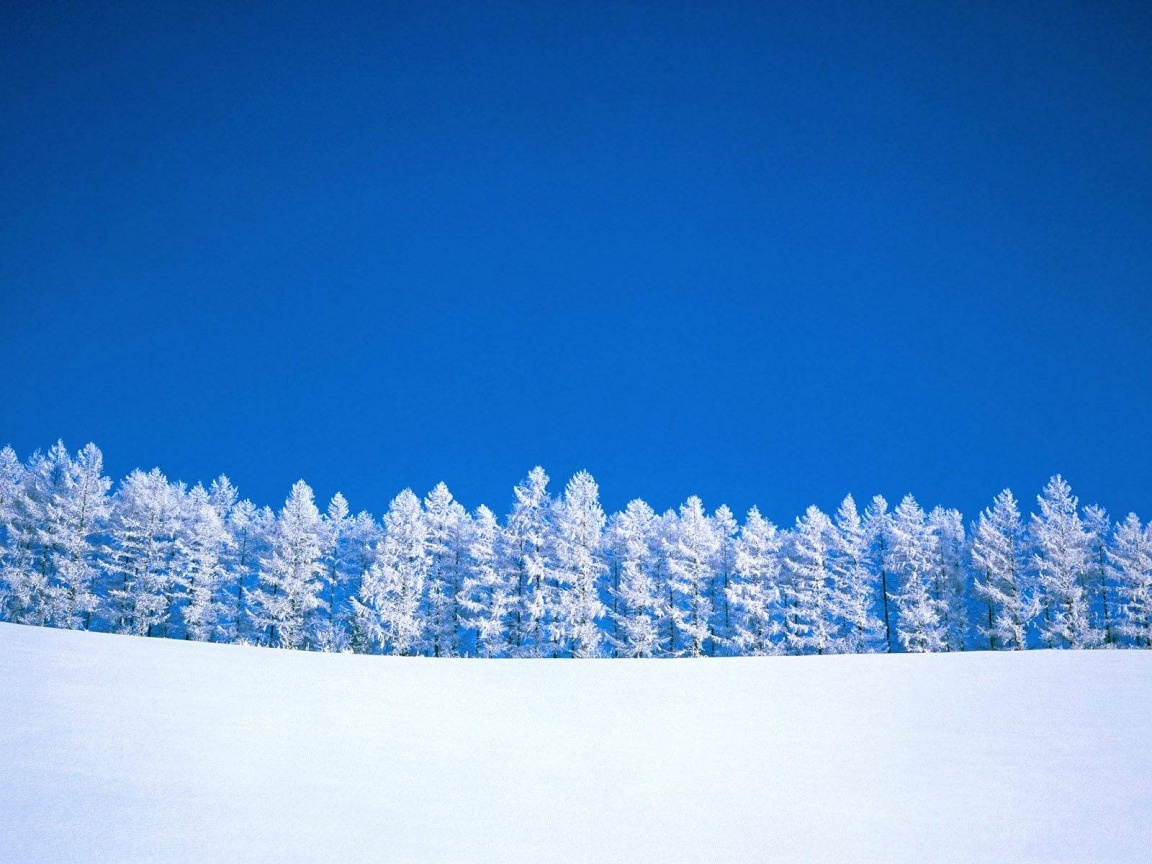 Snowy trees under blue sky