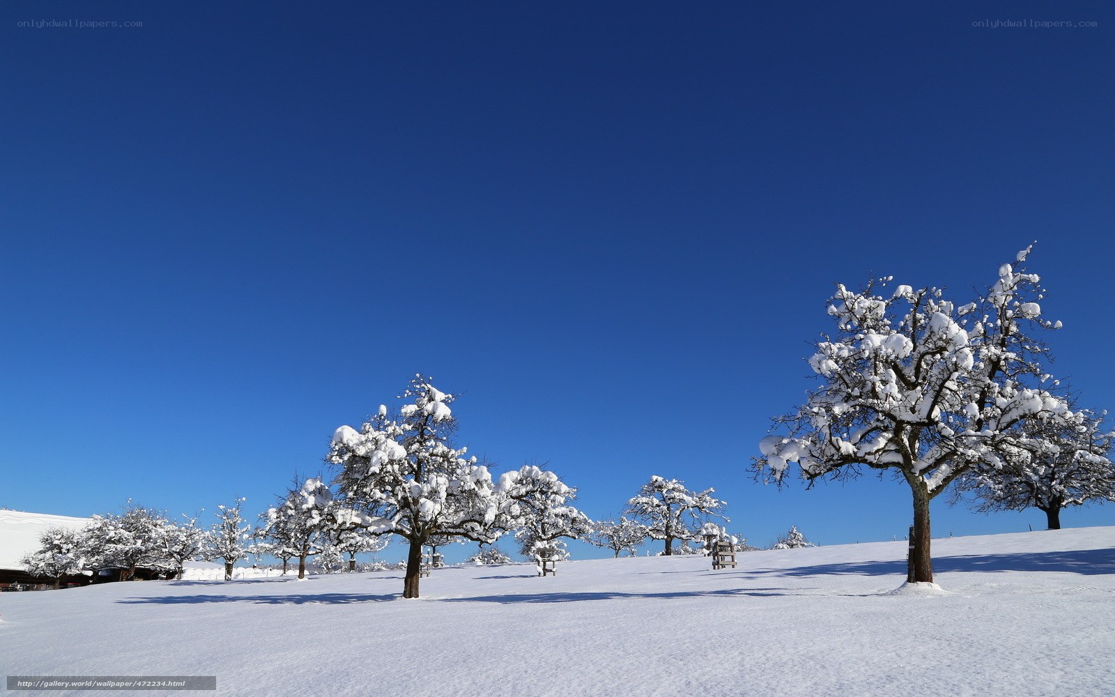Snowy trees under blue sky