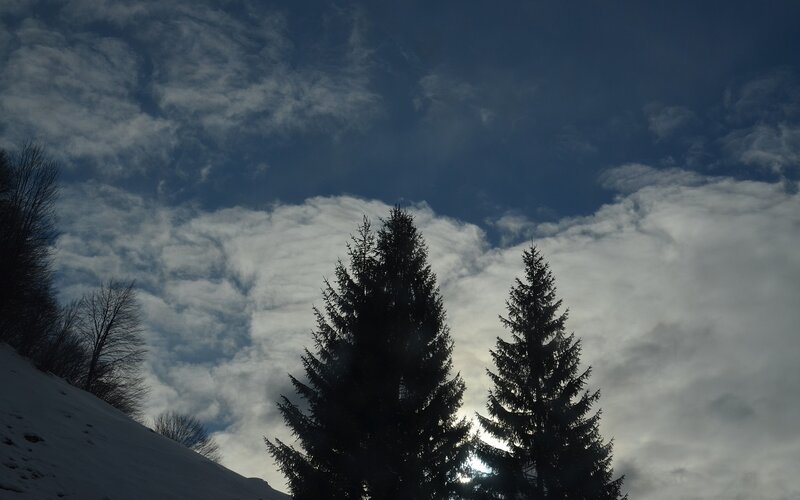 Snowy trees under cloudy sky