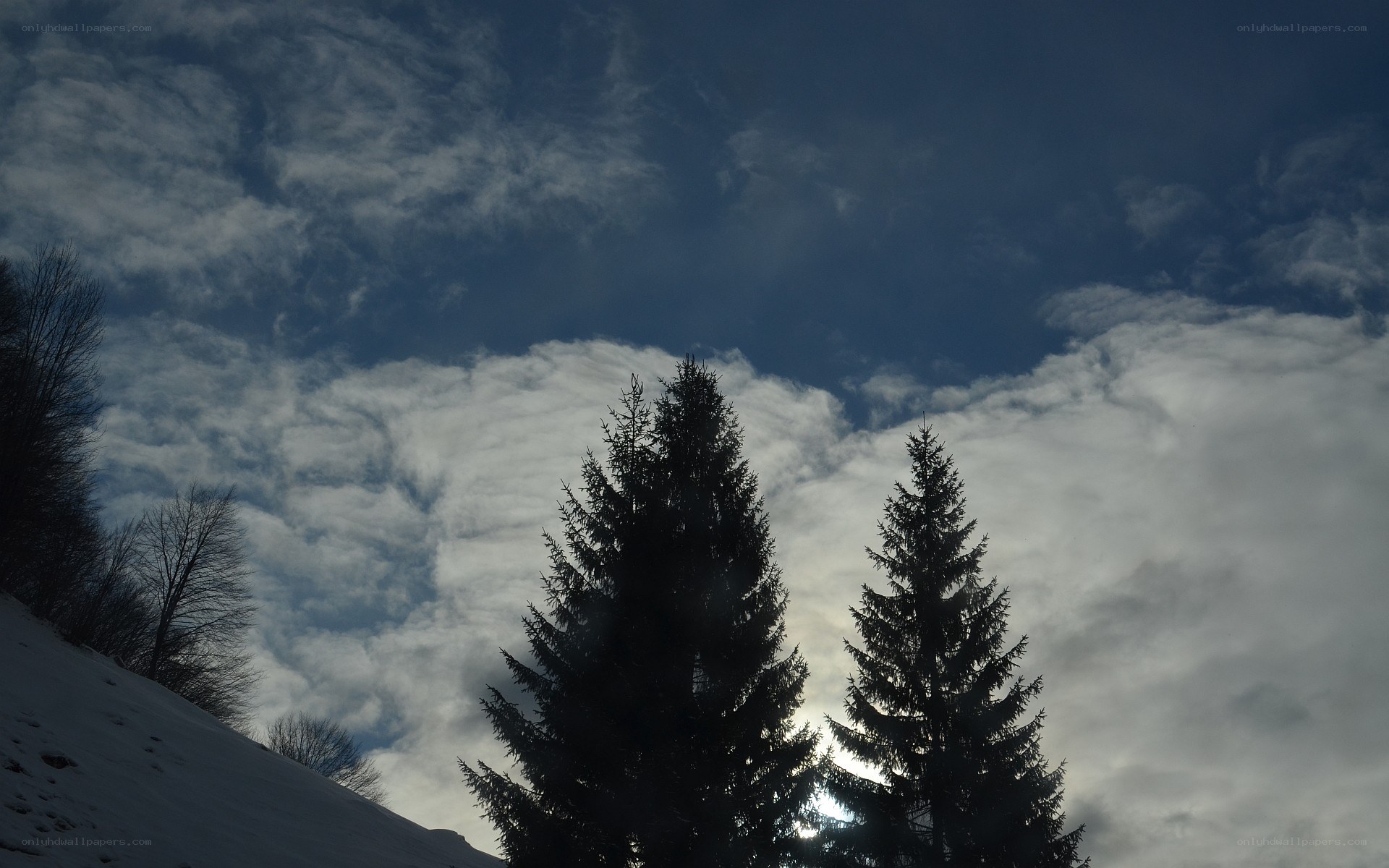 Snowy trees under cloudy sky