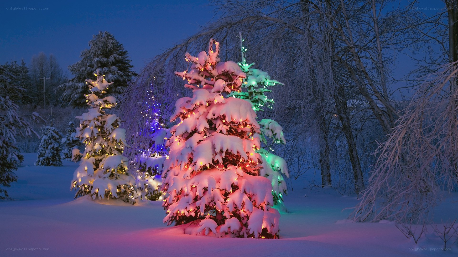 Snowy trees with holiday lights