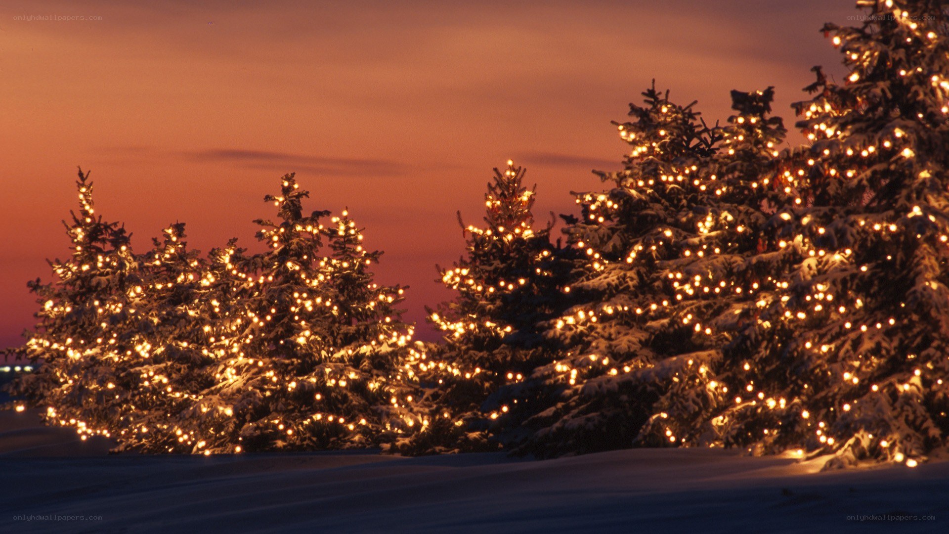 snowy trees with lights at dusk