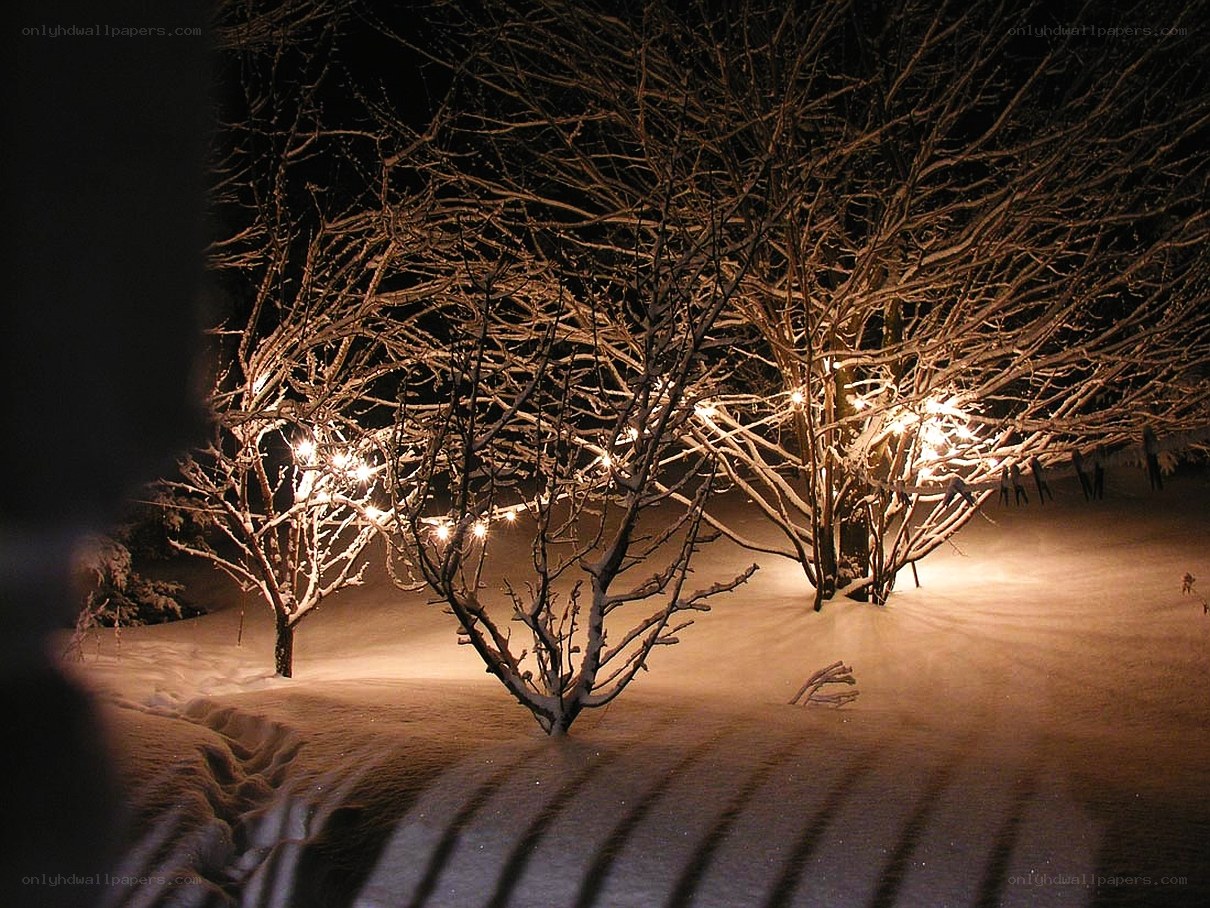 Snowy trees with lights at night